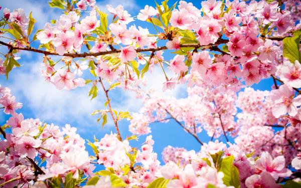 Vérifier son installation de chauffage pour le printemps